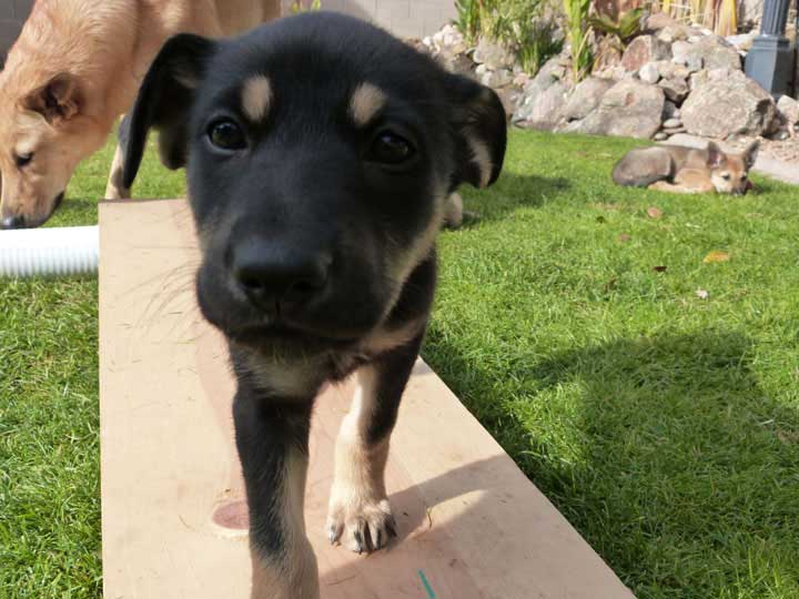 chinook dog